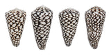 Marble Cone Shell