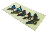 Five Winged Pencil Tray