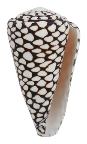 Marble Cone Shell & Jayson Home