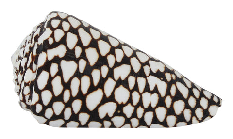 Marble Cone Shell & Jayson Home