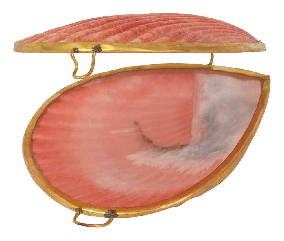 Pecten Shell Stash Box