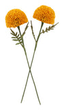 Marigold Paper Flower