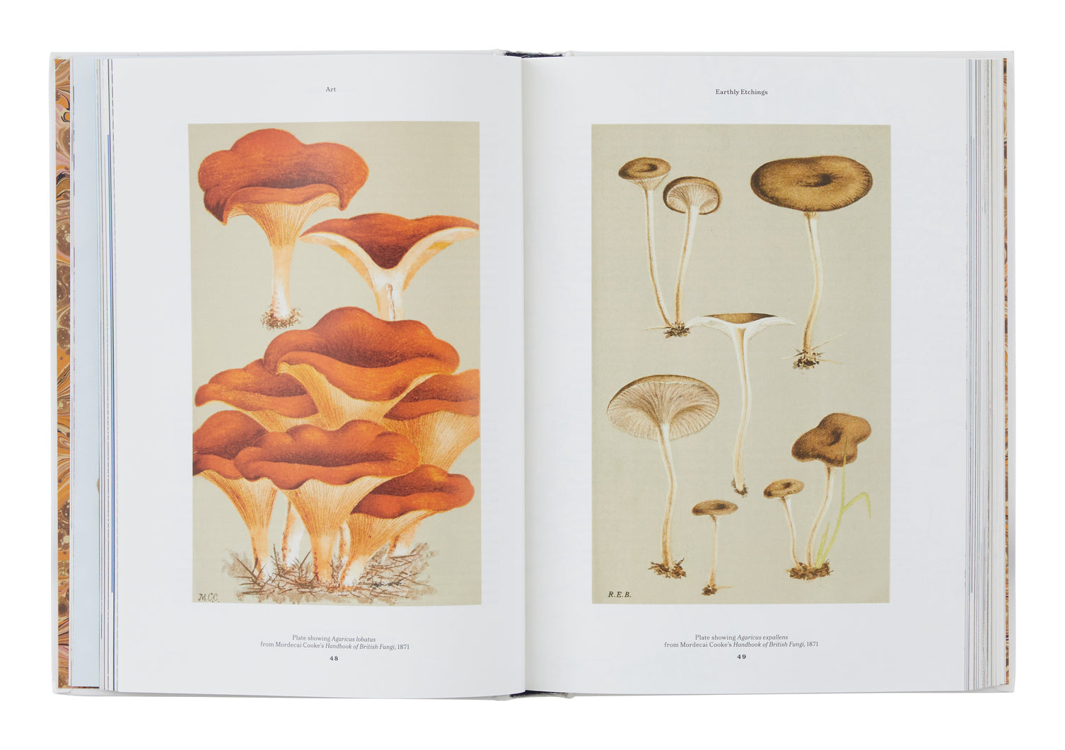 The Gourmand's Mushroom: A Collection of Stories and Recipes