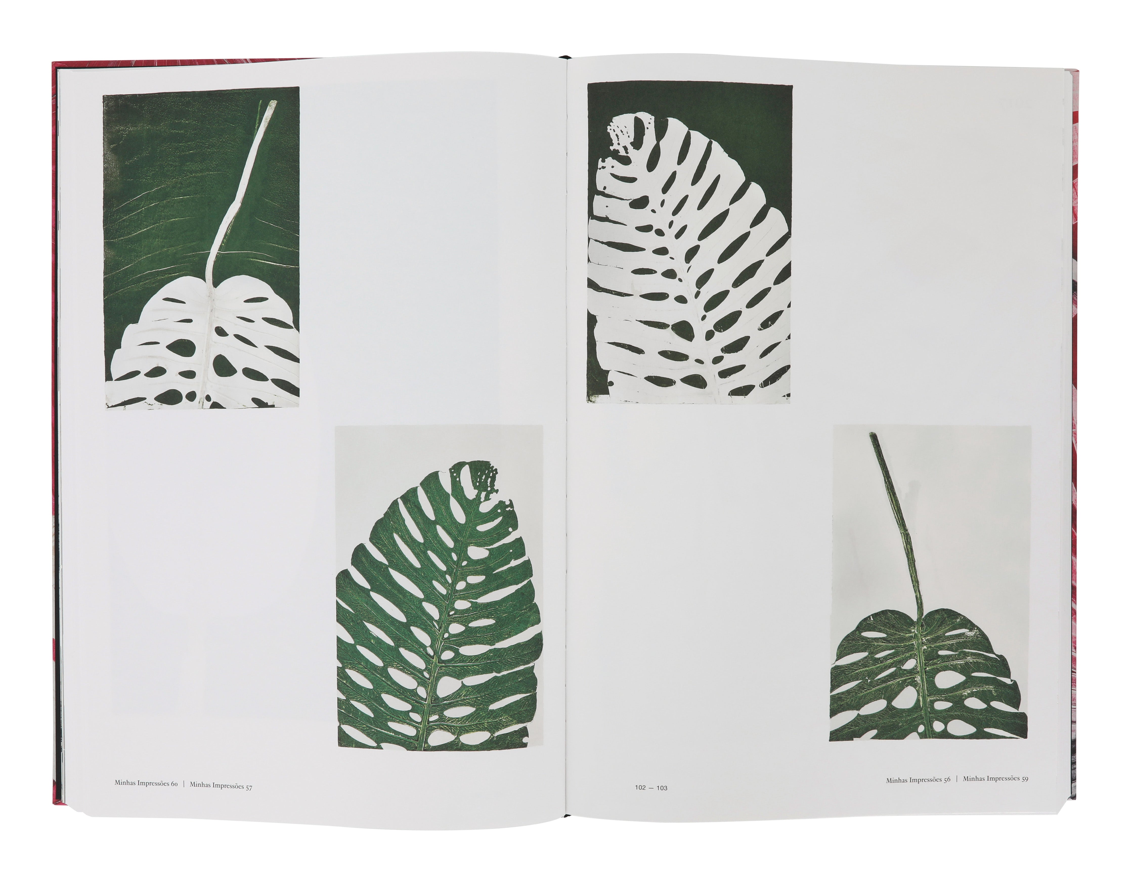Botanica: Monotypes 2016-2020