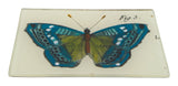 Blue Butterfly Tray #3