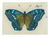 Blue Butterfly Tray #3
