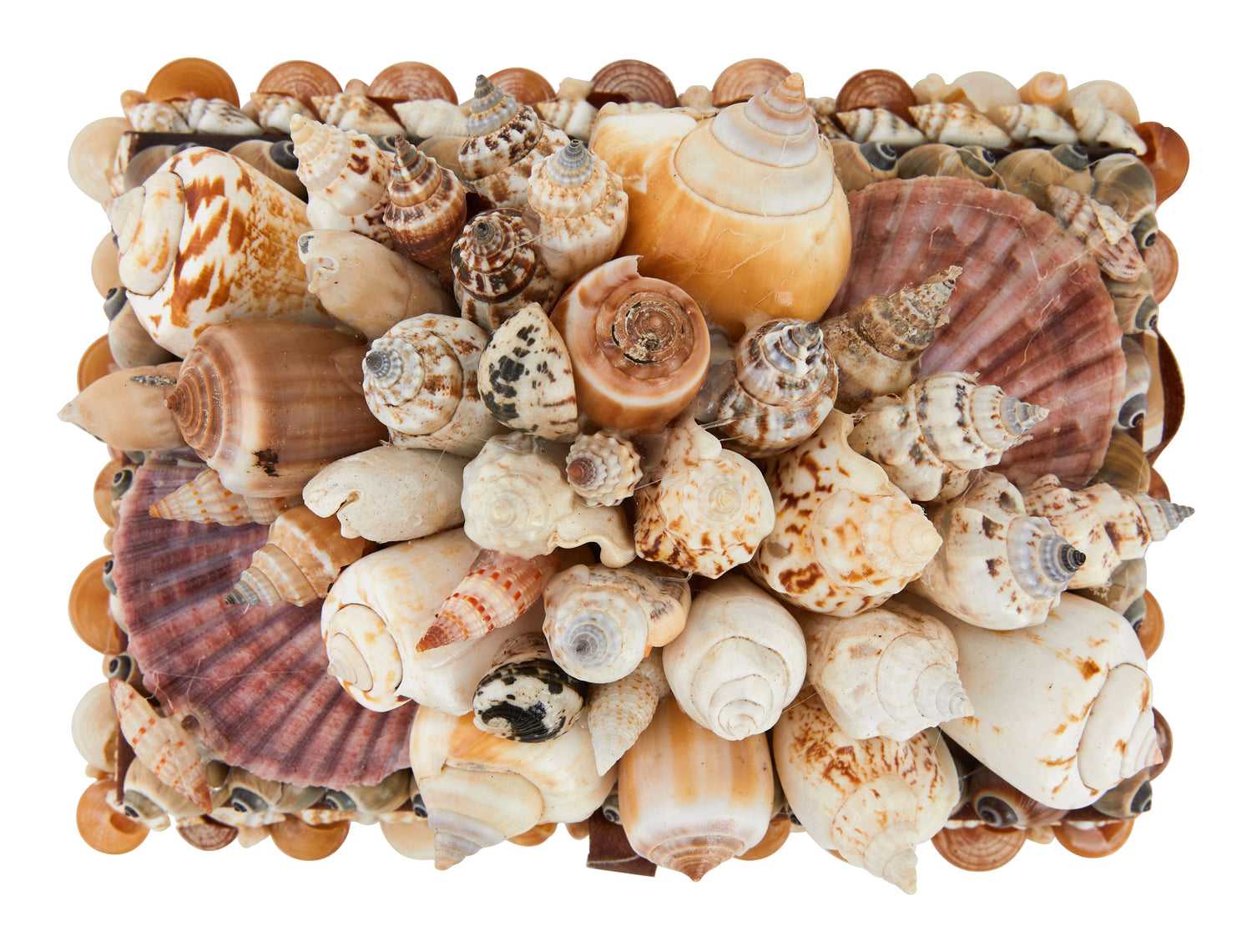 Large Shell Boxes & Jayson Home