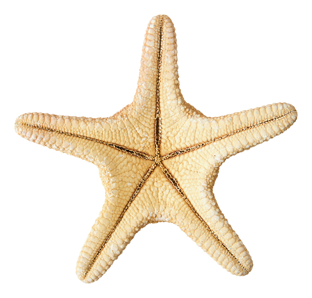 Madder Starfish