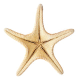 Madder Starfish