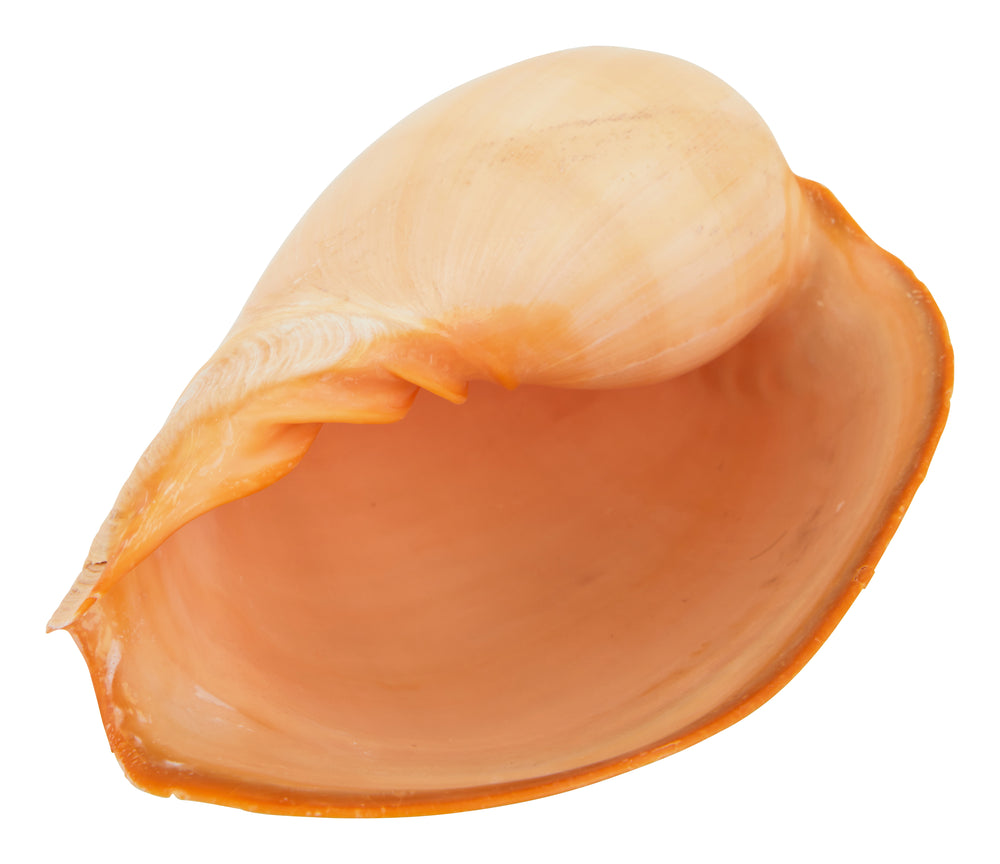 Melon Shell
