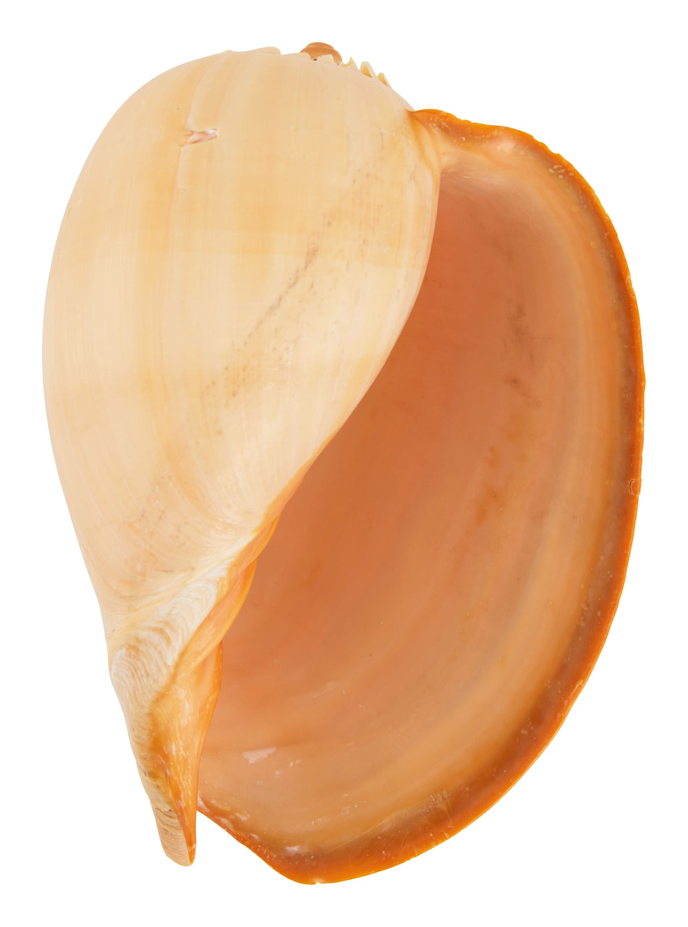Melon Shell