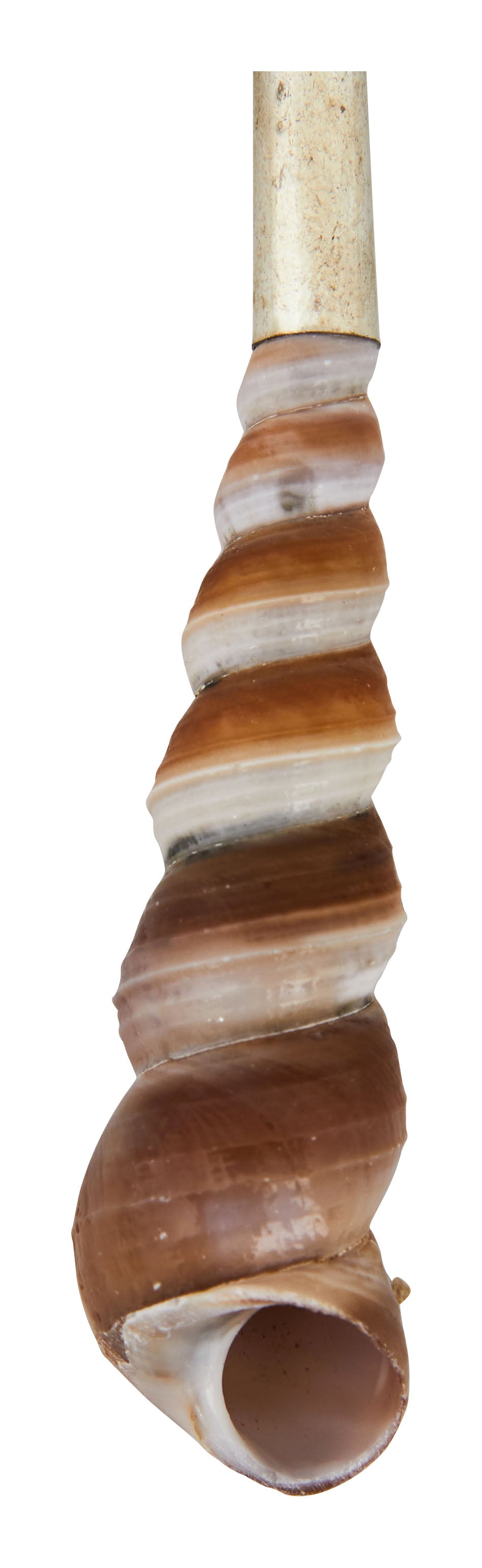 Shell Spoons & Jayson Home