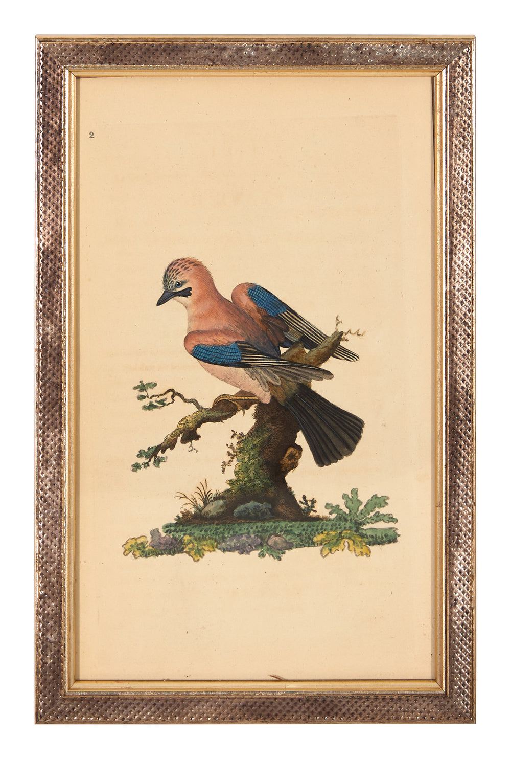 Antique Hand Colored Bird Study