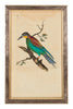 Antique Hand Colored Bird Study