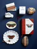 Iconotypes: A Compendium of Butterflies & Moths